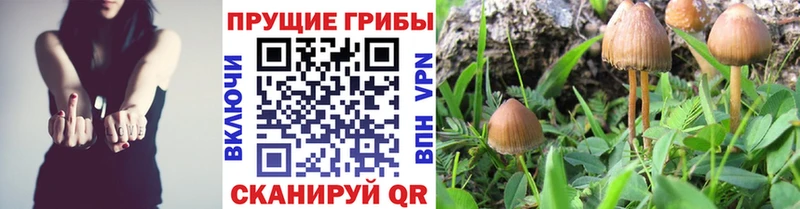 Псилоцибиновые грибы Psilocybine cubensis  Купить  Звенигово 